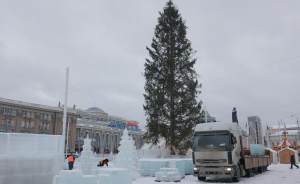 ​Жители Екатеринбурга решат судьбу главной новогодней елки города