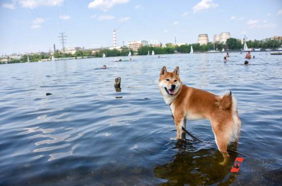 Как провести жаркие выходные в Екатеринбурге: купаемся в бассейнах и загораем на пляжах