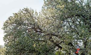 ​В парке Энгельса высадят цветущие деревья