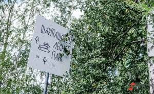 В Шарташском лесопарке пройдет ​экологический праздник