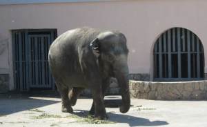 ​Дизайнеры обновили вольер слонихи Даши в Екатеринбургском зоопарке