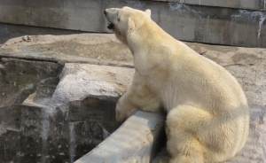 ​Медведица Хатанга из Екатеринбургского зоопарка обзаведется парой