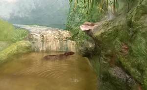 ​В Екатеринбургском зоопарке поселилась капибара