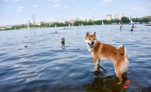 В Екатеринбурге запретили купаться во всех водоемах города