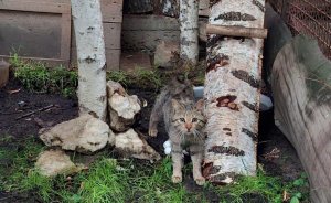 ​В Екатеринбургском зоопарке появился лесной кот