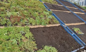 ​На набережной городского пруда высадили 60-метровую картину из живых растений