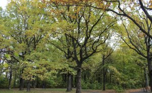 Благоустройство парка 50-летия ВЛКСМ завершится на год раньше