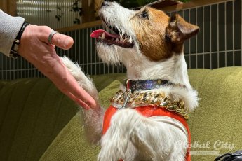 К нам можно с людьми: рестораны Екатеринбурга осваивают тренд «день рождения для собак»