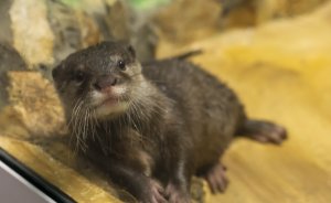 В Екатеринбургском зоопарке поселился Василек