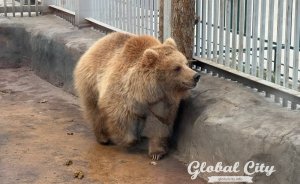 Бутерброд для мишки и перина из соломы: как в Екатеринбургском зоопарке готовятся к зимней спячке