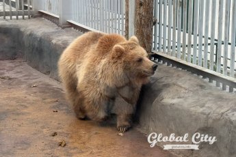 Бутерброд для мишки и перина из соломы: как в Екатеринбургском зоопарке готовятся к зимней спячке