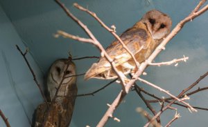 ​В Екатеринбургском зоопарке поселились сипухи