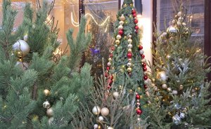 Жители Екатеринбурга могут срубить елку на Новый год и не получить штраф