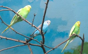 ​В Екатеринбургском зоопарке поселились волнистые попугаи