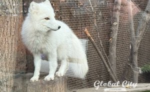 ​В Екатеринбургском зоопарке впервые выберут Снегурочку