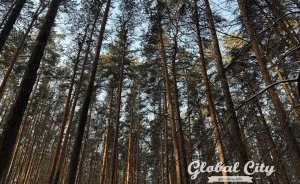 ​«Немайская прогулка» пройдет по бывшим рудникам под Екатеринбургом