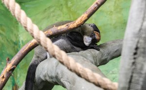 В Екатеринбургском зоопарке поселились мартышки