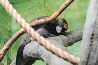 ​В Екатеринбургском зоопарке поселились мартышки