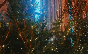 ​Как выбросить новогоднюю елку в Екатеринбурге после праздников