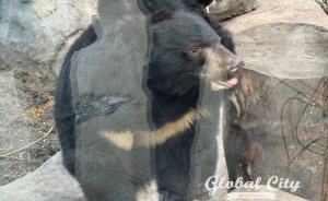 ​Мартышка, попугай, выдра или медведь: горожане выберут «Зоо-мистера» 2026 года