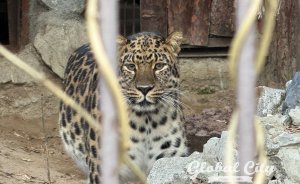 ​Рысь и краснокнижный орлан поселятся в Екатеринбургском зоопарке