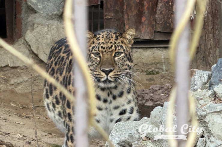 ​Рысь и краснокнижный орлан поселятся в Екатеринбургском зоопарке