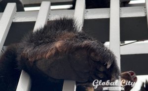 ​В Екатеринбургском зоопарке проснулись медведи