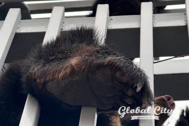 ​В Екатеринбургском зоопарке проснулись медведи