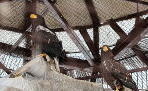 В Екатеринбургском зоопарке поселились краснокнижные орланы