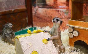 ​В Екатеринбургском зоопарке поселились сурикаты Роза и Лаванда