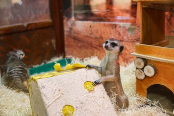 ​В Екатеринбургском зоопарке поселились сурикаты Роза и Лаванда