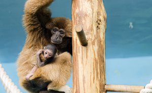 ​В Екатеринбургском зоопарке впервые у белоруких гиббонов появилось потомство