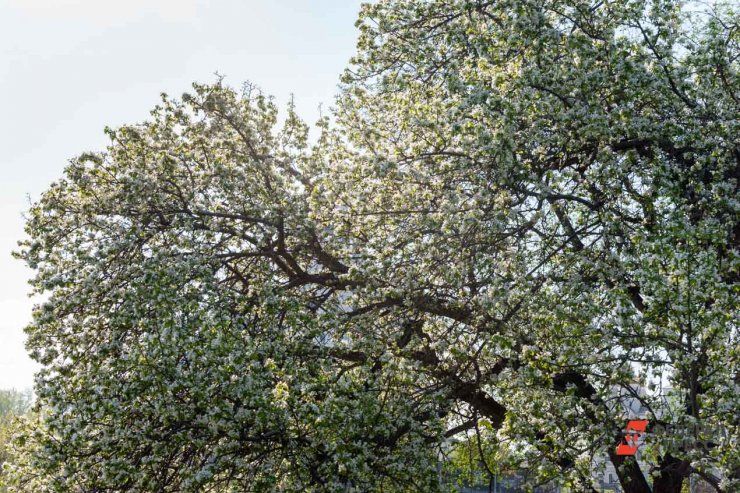 ​Театры Свердловской области посадят деревья в Екатеринбурге