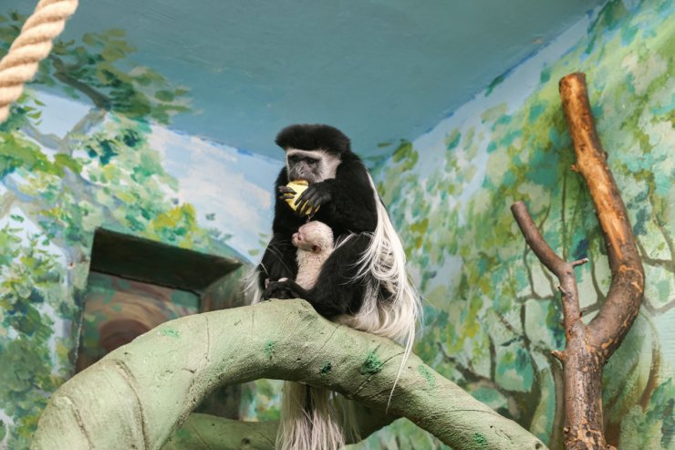 ​У пары колобусов в Екатеринбургском зоопарке родился малыш