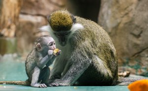 ​Жители Екатеринбурга могут придумать имя для малыша зеленой мартышки