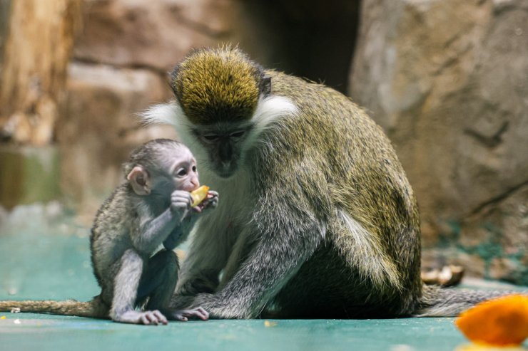 ​Жители Екатеринбурга могут придумать имя для малыша зеленой мартышки