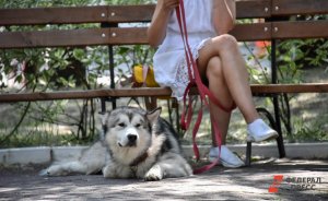 К середине мая парки и скверы Екатеринбурга обработают от клещей