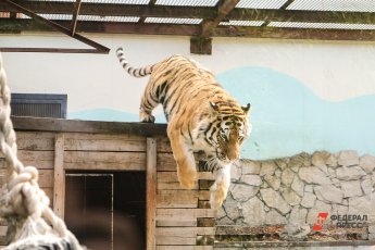 ​В Екатеринбургском зоопарке отпразднуют день рождения амурского тигра