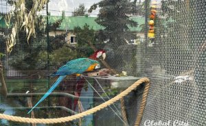 Обновленные вольеры для экзотических птиц появились в Екатеринбургском зоопарке