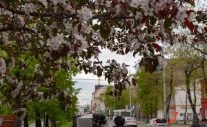 ​Яблоневая театральная аллея появится в Екатеринбурге