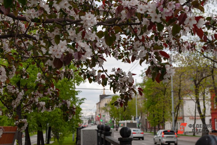 ​Яблоневая театральная аллея появится в Екатеринбурге