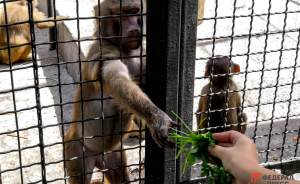 Переезд екатеринбургского зоопарка откладывается на неопределенный срок