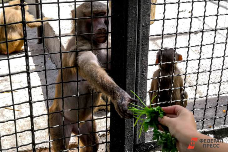 Переезд екатеринбургского зоопарка откладывается на неопределенный срок