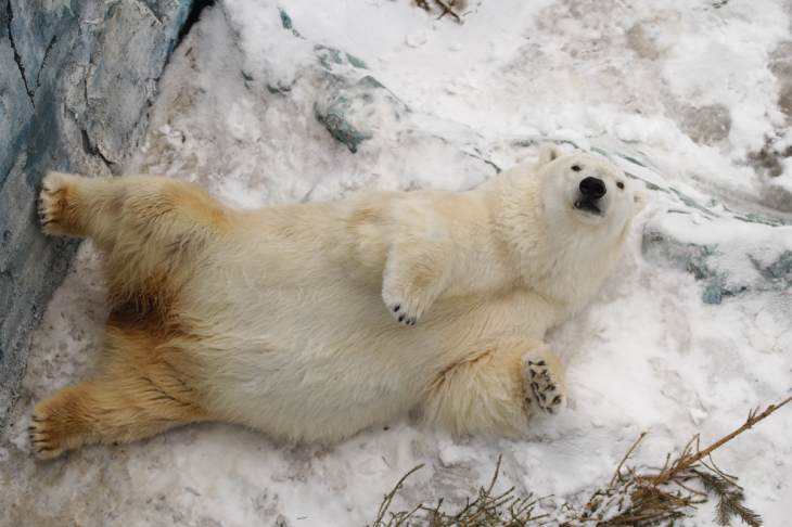 В Екатеринбургском зоопарке отпразднуют День белого медведя