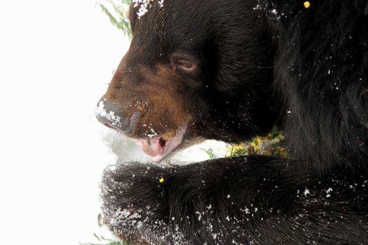 В Екатеринбургском зоопарке из спячки вышли медведи
