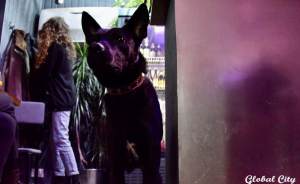 Большое приключение маленькой собаки, или как брошенный пес из Екатеринбурга стал завсегдатаем баров