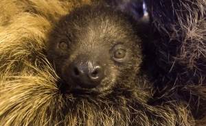 Семейная пара ленивцев в зоопарке Екатеринбурга обзавелась потомством