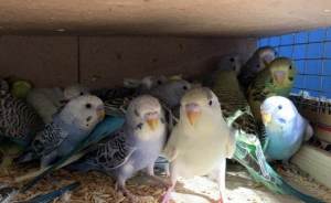 В аэропорт Кольцово привезли более 900 попугаев