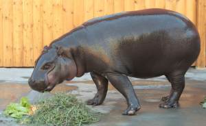 В Екатеринбургском зоопарке отмечают Всемирный день бегемота