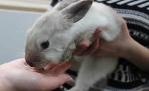Кролик Вождь в Екатеринбургском зоопарке предсказал погоду на весну